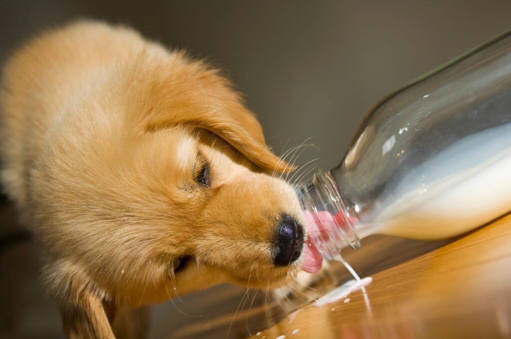 8 week old Golden Retriever puppy drinking spilled milk from a milk bottle