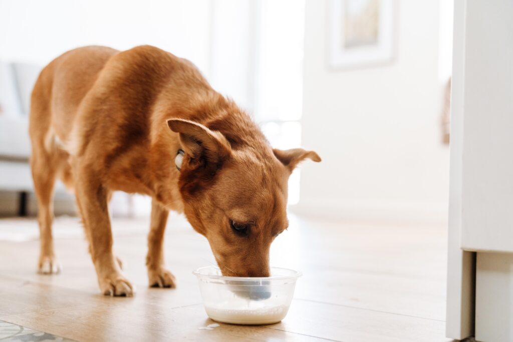 An adult healthy dog sipping milk from his feeding bowl.