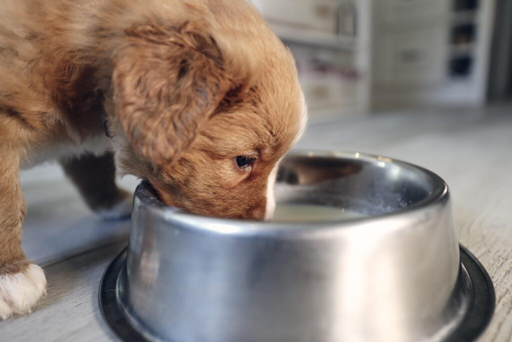 Close up of a puppy enjoying milk from his bowl, explaining why dogs love milk.