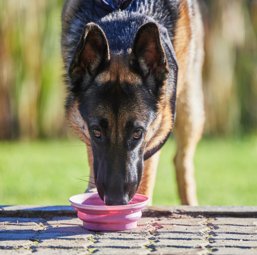 An adult German Shepherd happily drinking milk from his bowl.