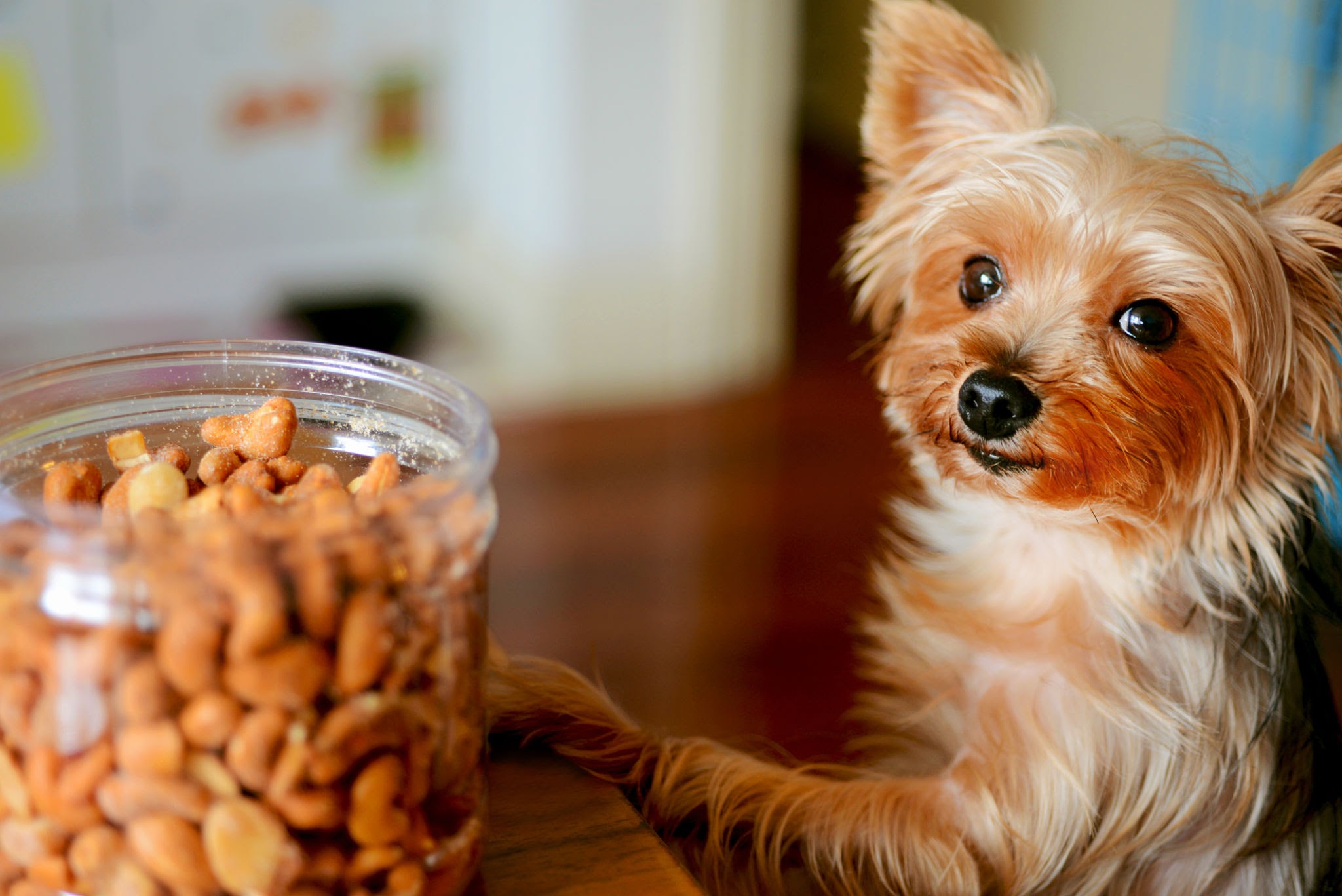 A dog looking at the bowl of cashews while pet owners wonder, is it safe for a dog to eat a nut