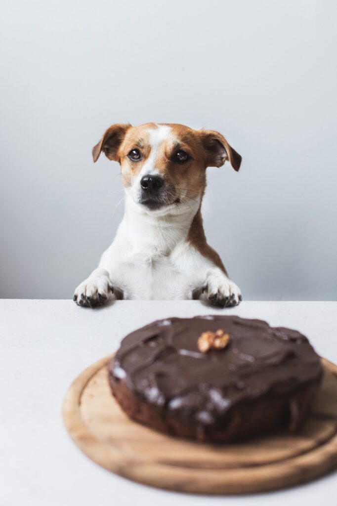 A small breed dog with a chocolate cake on table.