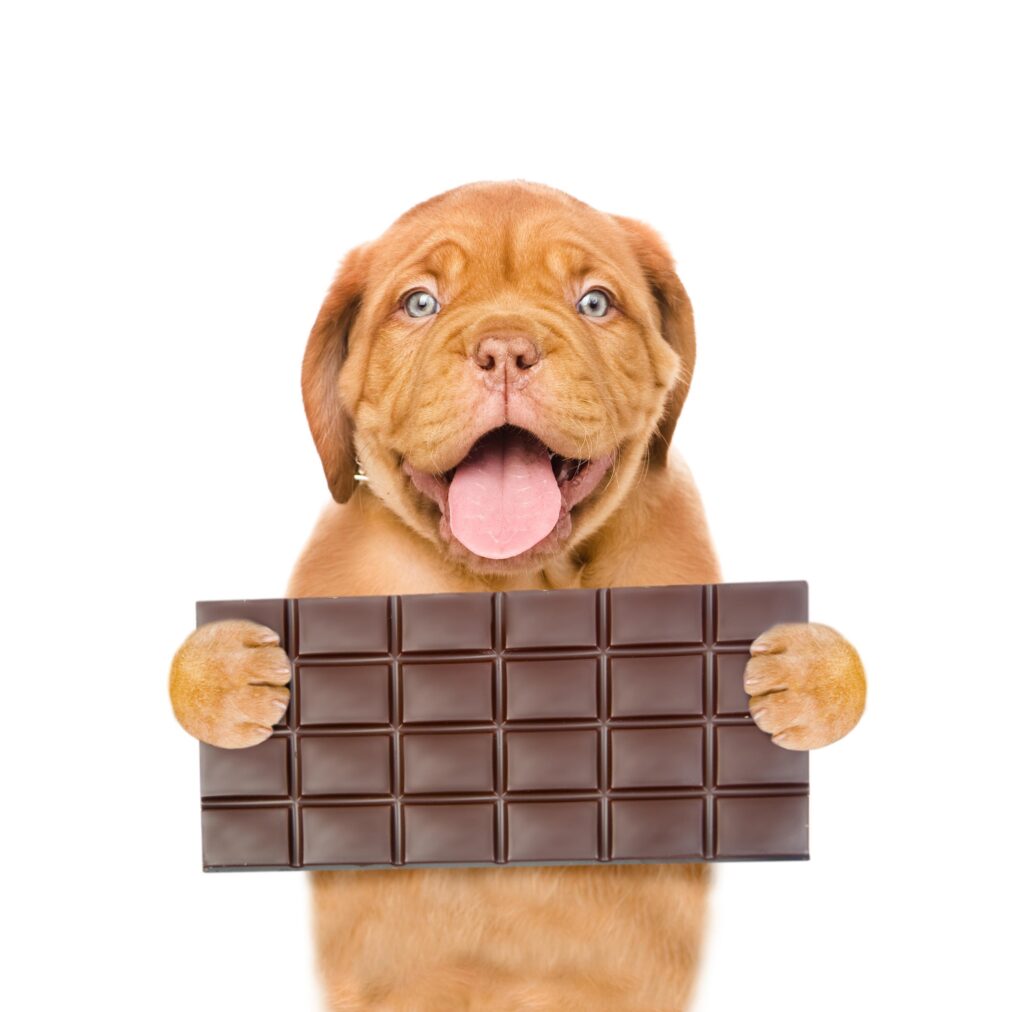  A dog holding big dark chocolate bar showing why dogs like chocolate.