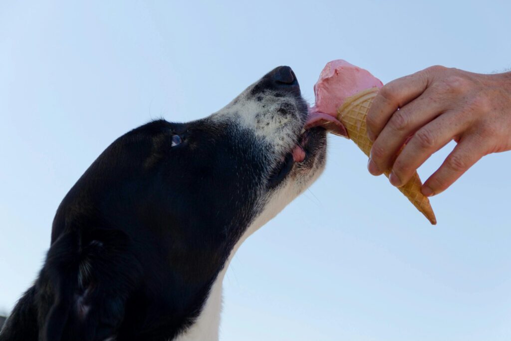A dog eating ice cream, highlighting concerns about sugar for dogs.
