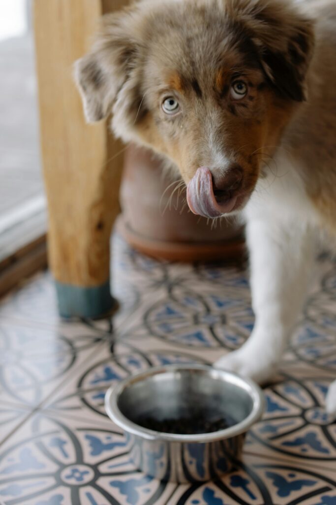 A dog eating sweet in a bowl.
