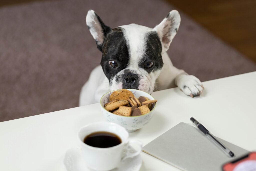 A dog is staring at the bowl full of sugar and chocolate biscuits.