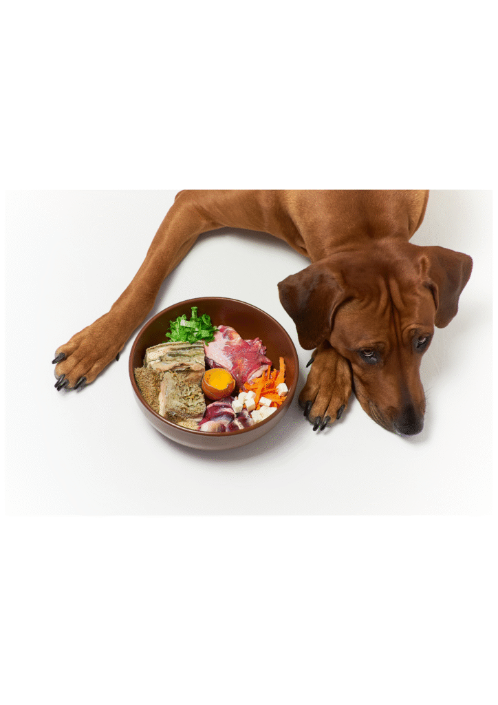 A dog is sitting in front of his meal bowl full of vegetables, chicken, and beans in equal quantity.