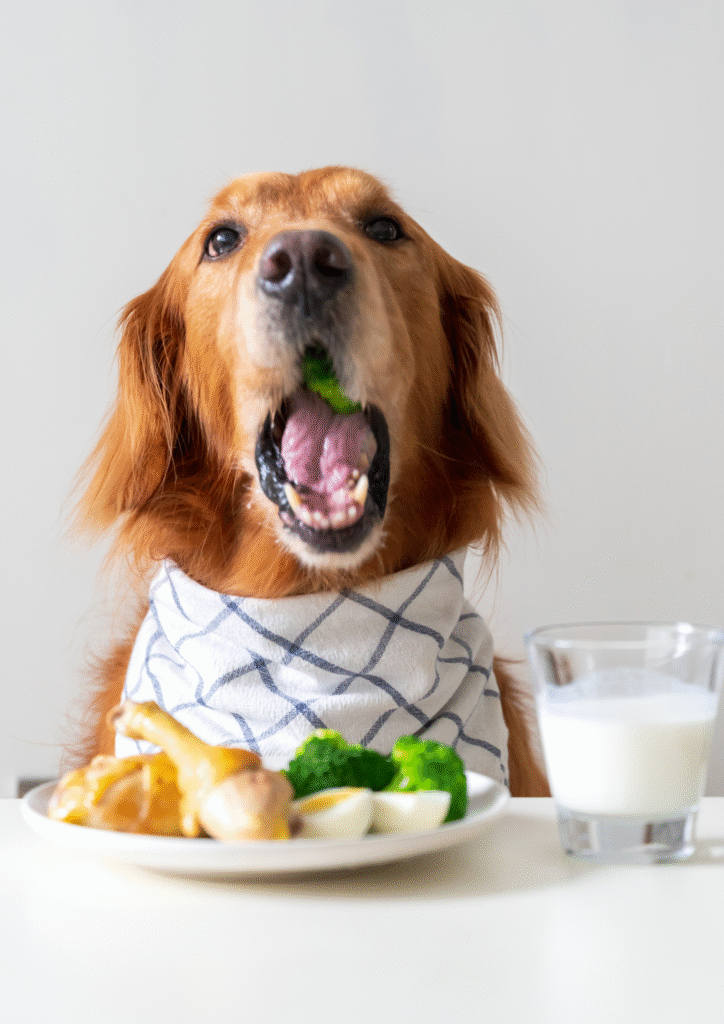 what vegetables can dogs eat? A healthy dog sitting eagerly in front of a fresh green vegetable platter, ready to eat safe veggies like spinach, broccoli, and peas.